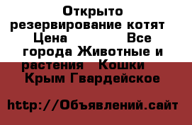 Открыто резервирование котят › Цена ­ 15 000 - Все города Животные и растения » Кошки   . Крым,Гвардейское